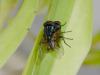 Musca domestica